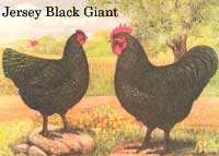 
Heritage chicken breed: Jersey Black Giants.
